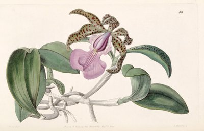 Cattleya aclandiae von G. Barclay